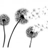 Senecio profil fotoğrafı