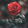 Фото профиля Fofo