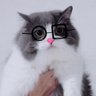 ねこの秘書 的头像