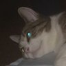 bigsleepyboy's profile picture