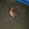 Profilbild von Dumb Looking Frog