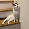 Profilbild von うた