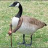Sir Goose I's profile picture