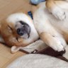 Profilbild von 柴わんこさん