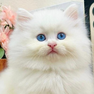 Cat in My Heart's profile picture