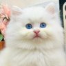 Cat in My Heart 的头像
