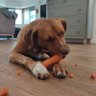 Profilbild von niz