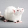 Фото профиля 🐭 Mouse1 🐭
