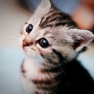 catsloversclubx's profile picture
