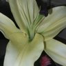 Lilly White 的头像