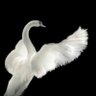 Le cygne qui parle 的头像