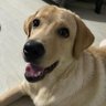 Profilbild von Shreyas Daniel 🐶