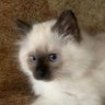 Gaya46406 profil fotoğrafı