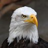 Profilbild von Greifvogel