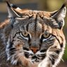 Фото профиля Outside Cat