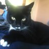 Chris Leeves's profile picture