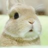 The Artful Bunny 的头像
