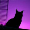 Cobelius's profile picture