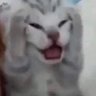 Meow 的头像