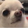 Profilbild von Top Goober