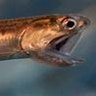 AnchovyLite profil fotoğrafı