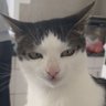 Achaan's profile picture