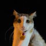 PSJ profil fotoğrafı
