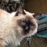 catty profil fotoğrafı