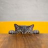 Julian Vincent profil fotoฤrafฤฑ