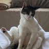 shoeandthecat@gmail.com 的头像