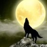 Фото профиля Schrödinger’s Wolf