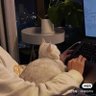baochaodechengzi profil fotoğrafı