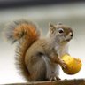 Squirrel 的头像