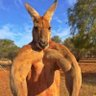 Sul_Hass's profile picture