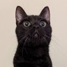 ぬえ24 profil fotoğrafı