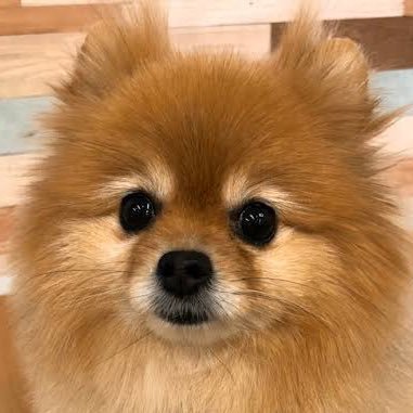 PomePome_Dog's profile picture