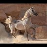 Фото профиля شقراء ( عبدالرحمن )