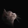 Nddhlmr's profile picture