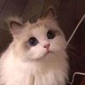 NuGelooooSiaaaa's profile picture