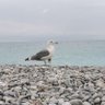 د.اصيل profil fotoğrafı