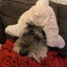Dogturd's profile picture