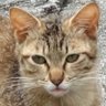 招き猫之助's profile picture