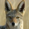 Chacal GOAT profil fotoğrafı