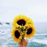 Girasoles profil fotoğrafı
