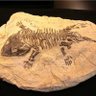The Fossil profil fotoğrafı