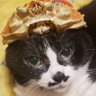 Profilbild von kakochi