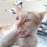 Profilbild von CatLivesMatter