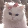 Profilbild von ⋆𐙚˚sas²⁶