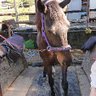 ランソダヴィ 的头像