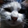 Profilbild von さいたまん🐈💟 👑❤ 🤍🫧 🐈🌸